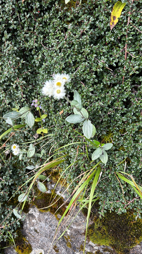 Anaphalis nepalensis observed 2026-09-22
