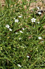 Cyphanthera myosotidea