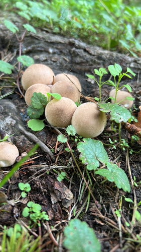 Pear-shaped Puffball