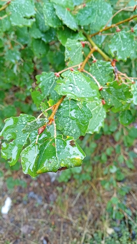 European aspen