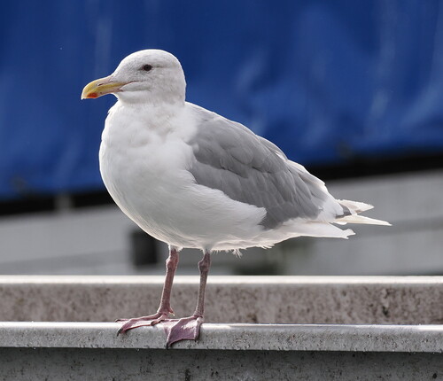 Glaucous-winged Gull