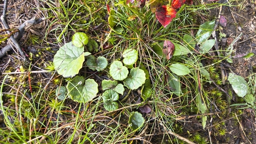 Alpine coltsfoot