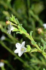 Cyphanthera myosotidea