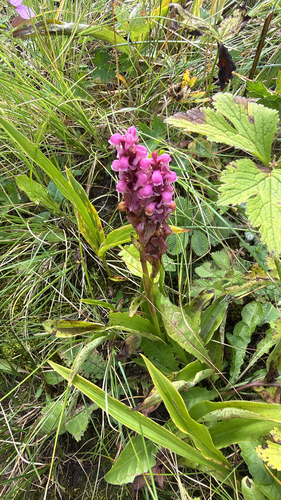 Satyrium nepalense observed 2026-09-22