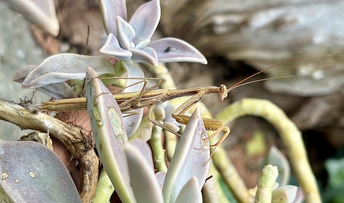 European Mantis