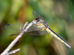 Trithemis dorsalis