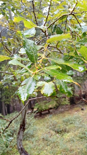 goat willow