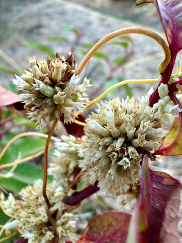 Cuscuta subinclusa, photograph 1