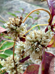 Cuscuta subinclusa