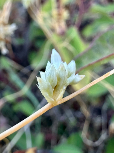 Cuscuta subinclusa, photograph 3