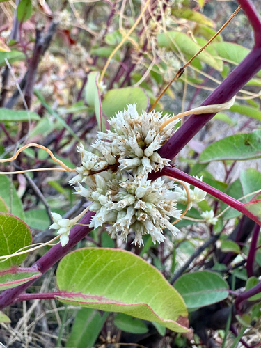 Cuscuta subinclusa, photograph 2