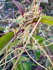 Cuscuta subinclusa, photograph (c) Roberto Daniel Avila, some rights reserved (CC BY)