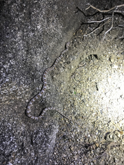 Trimorphodon lyrophanes