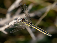 Trithemis dorsalis