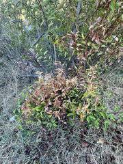 Cuscuta subinclusa, photograph (c) Roberto Daniel Avila, some rights reserved (CC BY)