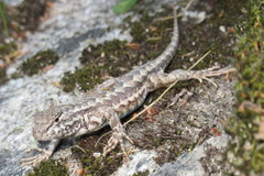 Sceloporus graciosus gracilis