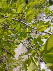 Forestiera pubescens pubescens