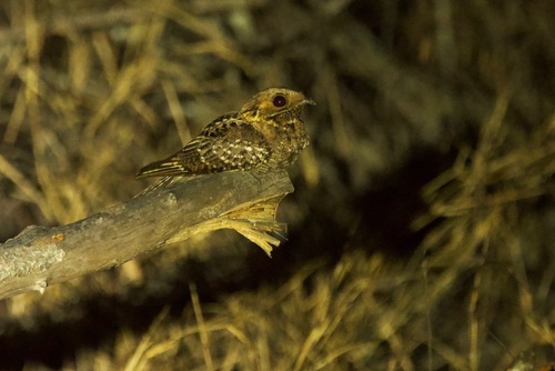 iNaturalist image