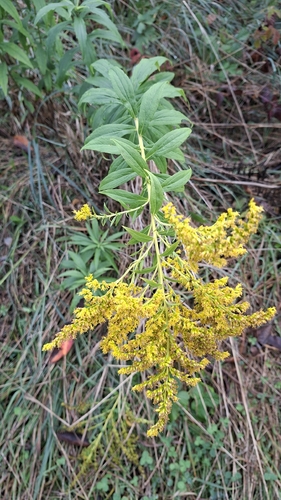 Canada goldenrod