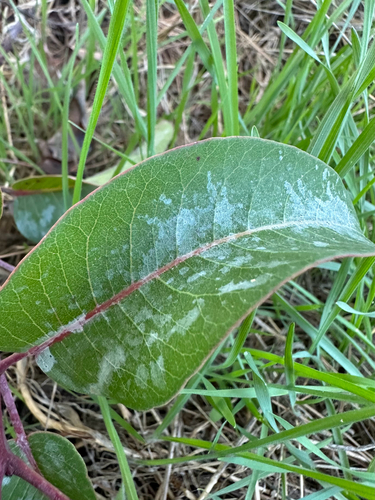 Malosma laurina, photograph 2
