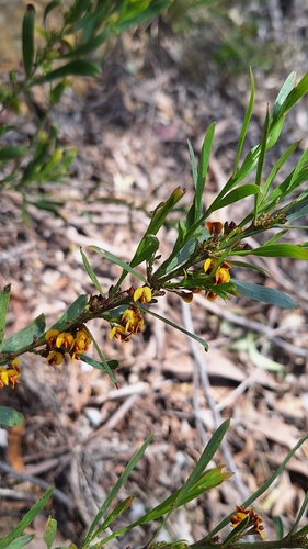 Daviesia leptophylla, photograph 4