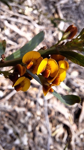 Daviesia leptophylla, photograph 5