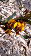 Daviesia leptophylla, photograph author not stated, no rights reserved