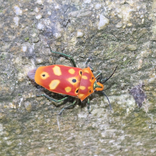 ocellated shield bug