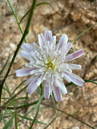 Malacothrix saxatilis