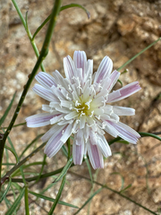 Malacothrix saxatilis