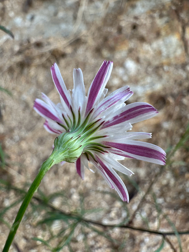 Malacothrix saxatilis, photograph 2