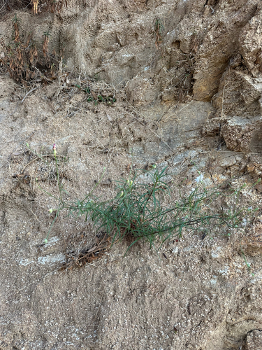 Malacothrix saxatilis, photograph 3
