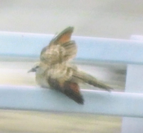 Zebra Dove