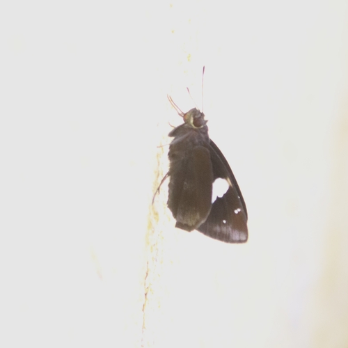 Spotted Demon