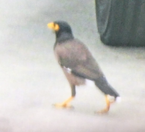 Common Myna