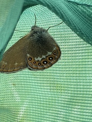 Coenonympha hero