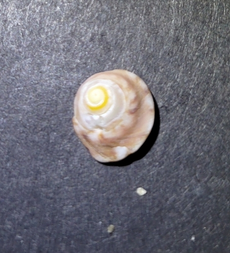 Tegula pulligo observed 2026-09-22