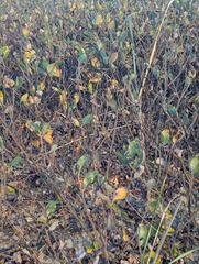 Salix hookeriana, photograph (c) Rachel Stringham, some rights reserved (CC BY)