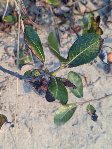 Salix hookeriana, photograph 3