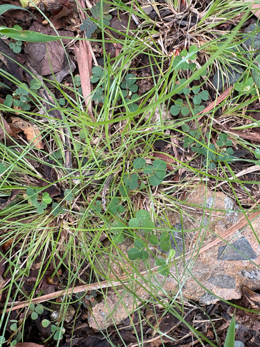Abildgaardia ovata observed 2026-09-23