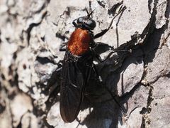 Clitellaria ephippium