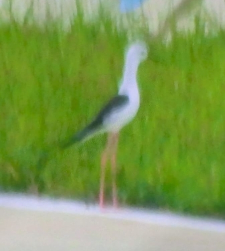 Black-winged Stilt