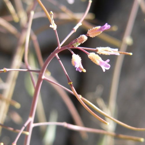 Boechera perennans, photograph 2