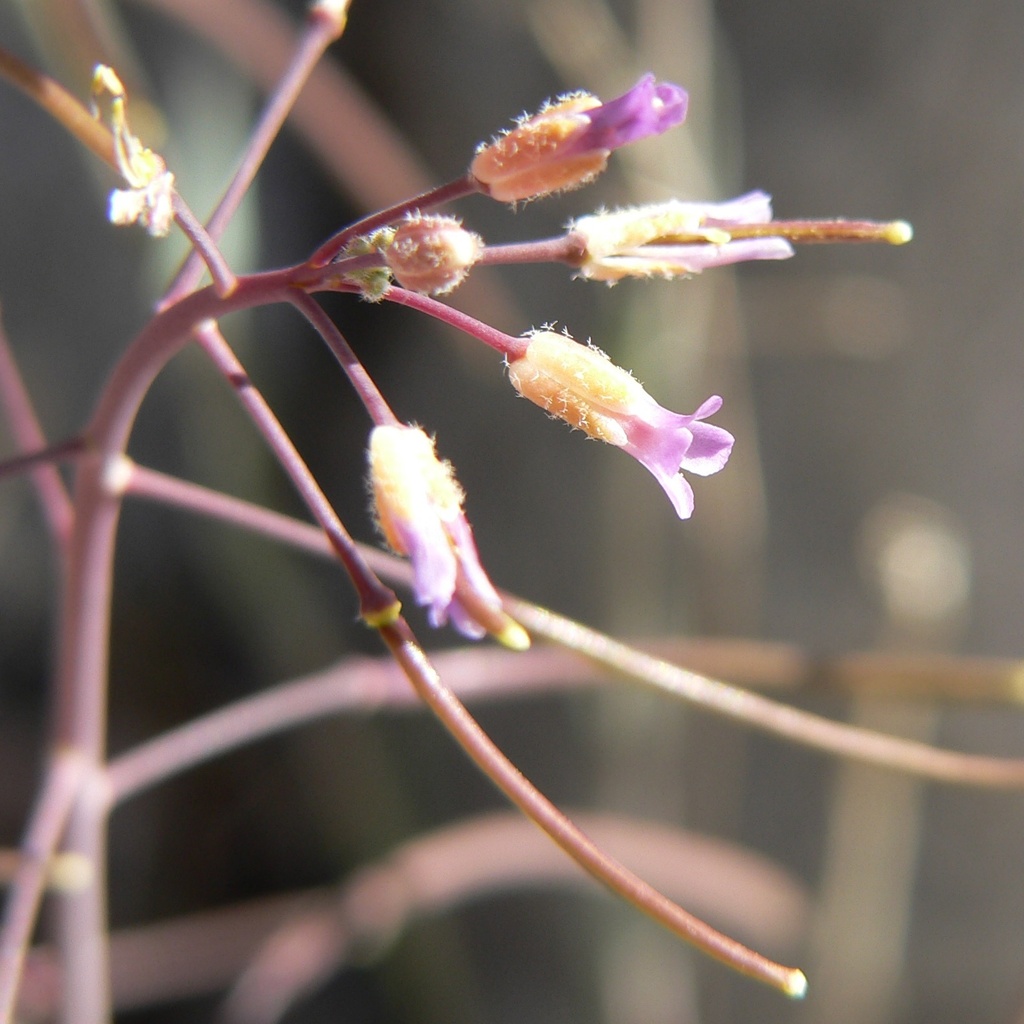 Boechera perennans; photograph (c) Stan Shebs, some rights reserved (CC BY-SA)