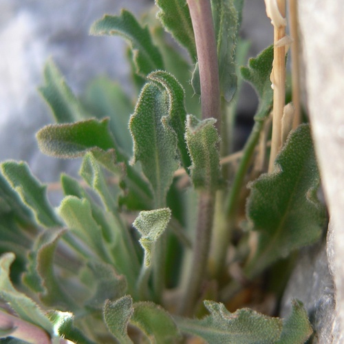 Boechera perennans, photograph 1