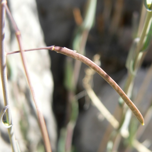 Boechera perennans, photograph 3