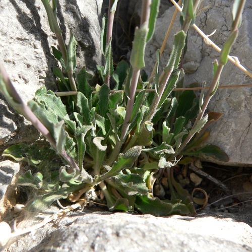 Boechera perennans, photograph 4