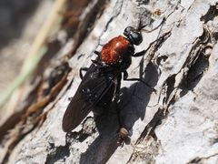 Clitellaria ephippium