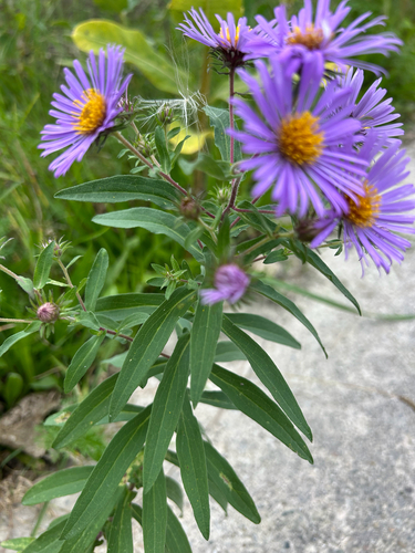 New England aster