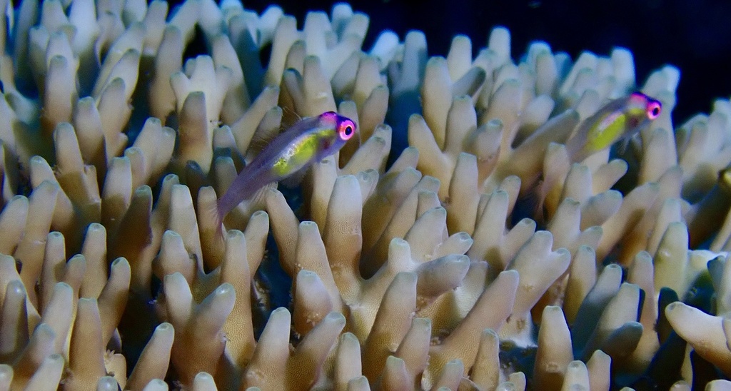 Hovering Goby